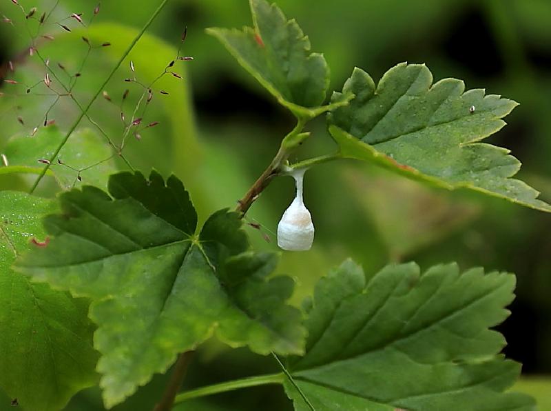 [ pilt: 1729   005  Agroeca brunnea  .JPG ]